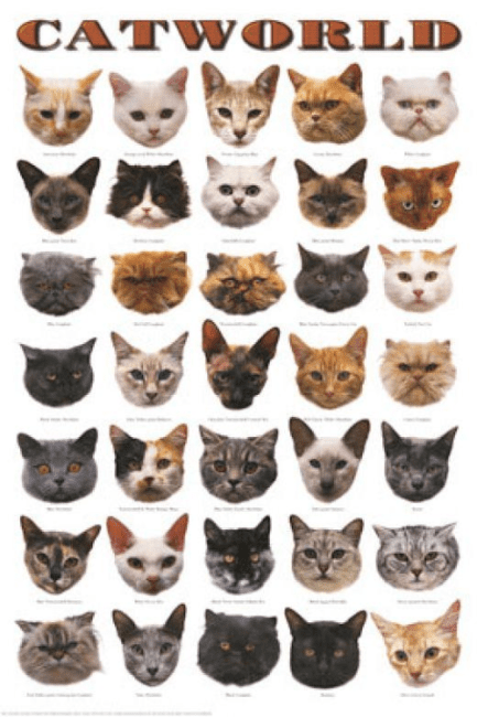 Complete List of Different Types of Cat Breeds