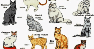 Complete List of Different Types of Cat Breeds