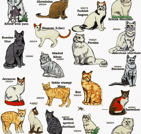 Complete List of Different Types of Cat Breeds - Agric4Profits