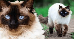 Himalayan Cats (Felis catus) Description and Complete Care Guide