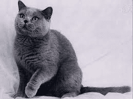 Russian Blues (Felis catus) Cats Description and Complete Care Guide