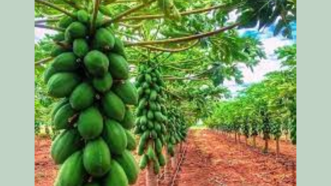 How to Grow Paw-Paw (papayas): Beginners Business Guide