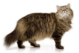 Long Haired Cat Breeds Description and Complete Care Guide