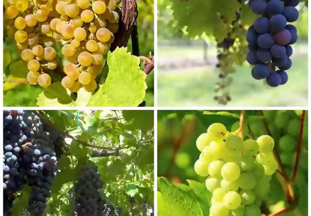 Planting, Growing and Harvesting Grapes