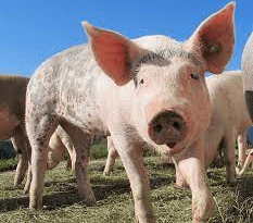 Swine Diseases and their Prevention Measures
