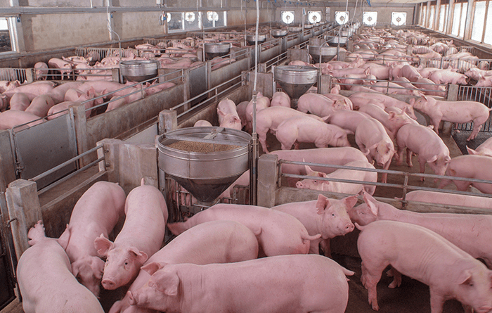Guide to Proper Management of Growing and Finishing Pigs