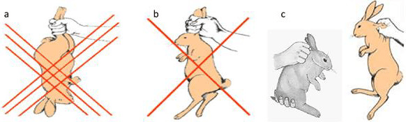 Rabbits Killing and Processing Procedures