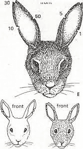 Required Husbandry Skills of Rabbit Production