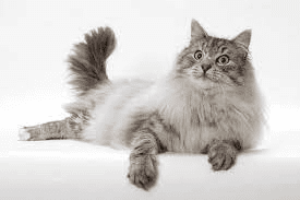 Long Haired Cat Breeds Description and Complete Care Guide