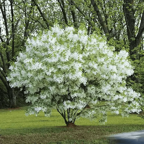 15 Medicinal Health Benefits Of Fringetree (Chionanthus virginicus)