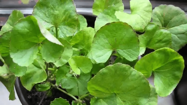 15 Medicinal Health Benefits Of Gotu Kola (Centella asiatica)