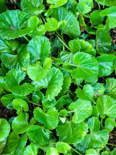 15 Medicinal Health Benefits Of Gotu Kola (Centella asiatica)