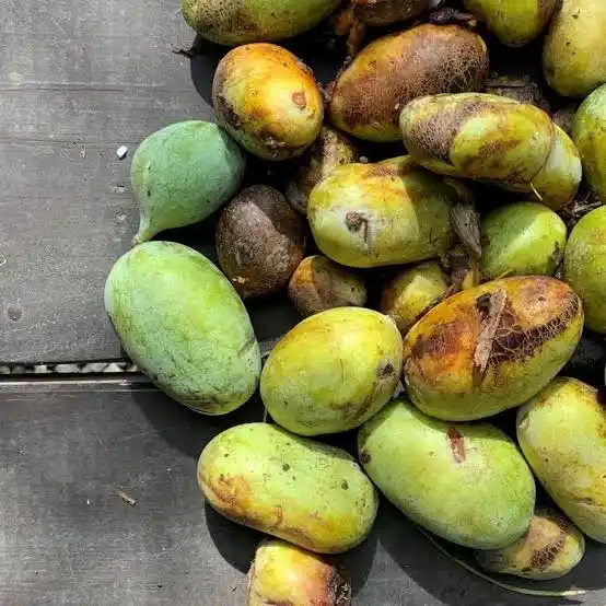 8 Medicinal Health Benefits Of Pawpaw (Asimina triloba) 8 Medicinal Health Benefits Of Pawpaw (Asimina triloba)