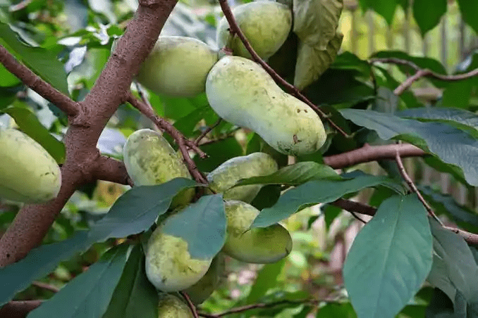 8 Medicinal Health Benefits Of Pawpaw (Asimina triloba) 8 Medicinal Health Benefits Of Pawpaw (Asimina triloba)