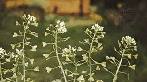 15 Medicinal Health Benefits Of Shepherd's Purse (Capsella bursa-pastoris) 15 Medicinal Health Benefits Of Shepherd's Purse (Capsella bursa-pastoris)