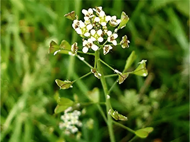 15 Medicinal Health Benefits Of Shepherd's Purse (Capsella bursa-pastoris) 15 Medicinal Health Benefits Of Shepherd's Purse (Capsella bursa-pastoris)