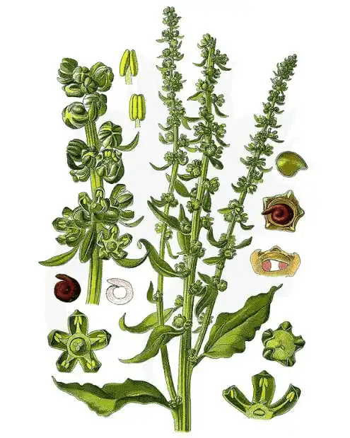 15 Medicinal Health Benefits Of Sea Beet (Beta vulgaris subsp. maritima) 15 Medicinal Health Benefits Of Sea Beet (Beta vulgaris subsp. maritima)