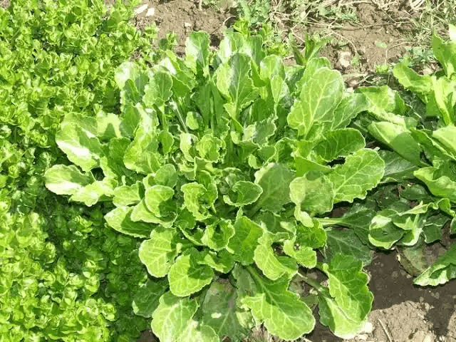 15 Medicinal Health Benefits Of Sea Beet (Beta vulgaris subsp. maritima) 15 Medicinal Health Benefits Of Sea Beet (Beta vulgaris subsp. maritima)