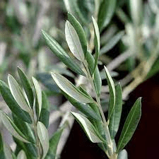 8 Health Benefits of Olive Leaf (Olea Europaea)