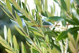 8 Health Benefits of Olive Leaf (Olea Europaea)