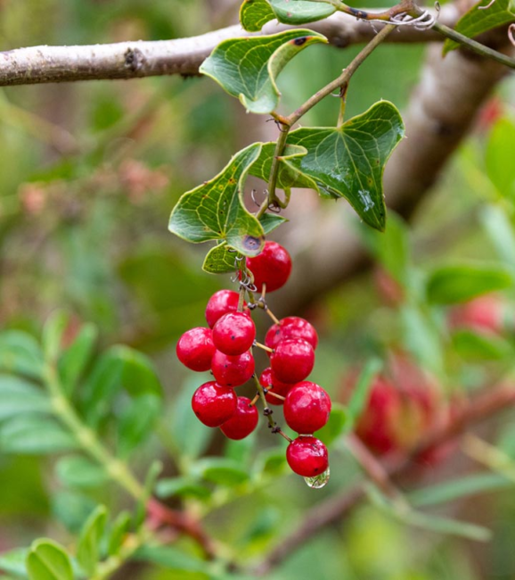 5 Health Benefits of Sarsaparilla (Smilax Ornata)