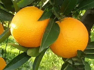 10 Medicinal Health Benefits Of Orange (Citrus sinensis)