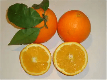 10 Medicinal Health Benefits Of Orange (Citrus sinensis)