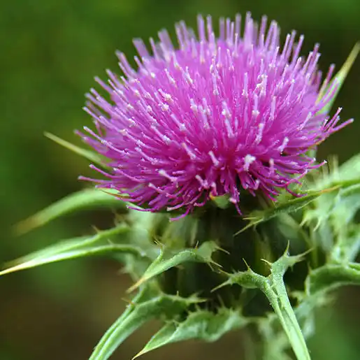 10 Medicinal Health Benefits Of Holy Thistle (Cnicus benedictus) 10 Medicinal Health Benefits Of Holy Thistle (Cnicus benedictus)