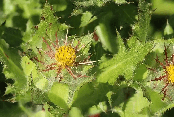 10 Medicinal Health Benefits Of Holy Thistle (Cnicus benedictus) 10 Medicinal Health Benefits Of Holy Thistle (Cnicus benedictus)