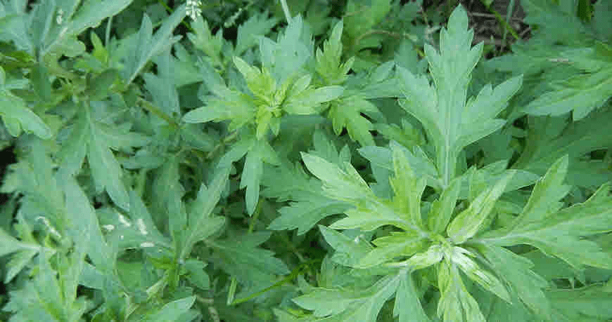 3 Health Benefits of Mugwort (Artemisia vulgaris)