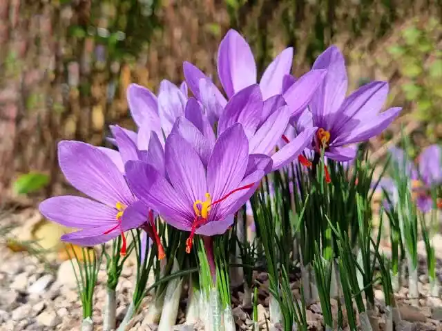 17 Medicinal Health Benefits Of Saffron (Crocus sativus)