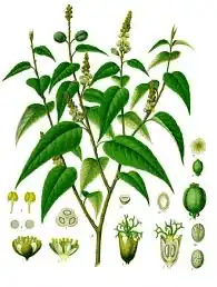 10 Medicinal Health Benefits Of Cascarilla (Croton eluteria) 10 Medicinal Health Benefits Of Cascarilla (Croton eluteria)