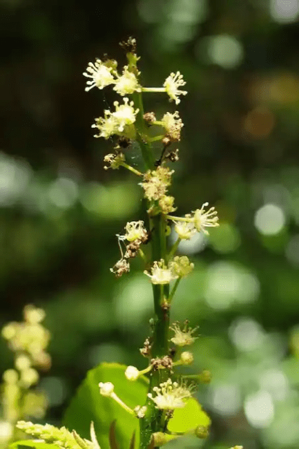10 Medicinal Health Benefits Of Cascarilla (Croton eluteria) 10 Medicinal Health Benefits Of Cascarilla (Croton eluteria)