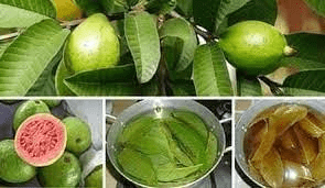How Guava Fruits and Leaves Improve Female Fertility