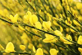 18 Medicinal Health Benefits Of Broom (Cytisus scoparius)