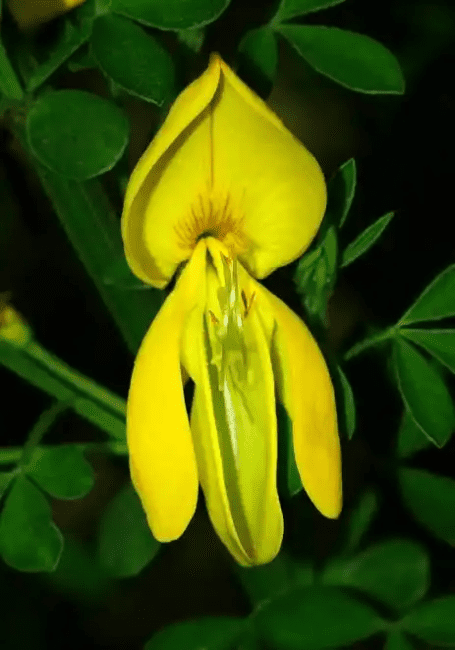 18 Medicinal Health Benefits Of Broom (Cytisus scoparius) 18 Medicinal Health Benefits Of Broom (Cytisus scoparius)
