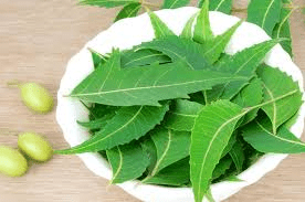 18 Medicinal Health Benefits Of Neem (Azadirachta indica) 18 Medicinal Health Benefits Of Neem (Azadirachta indica)
