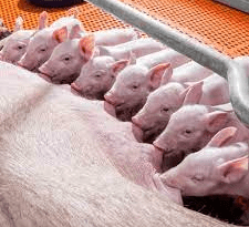 Inbreeding, Importance and It's Effect in Pig Farming