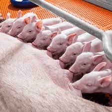 Inbreeding, Importance and It's Effect in Pig Farming