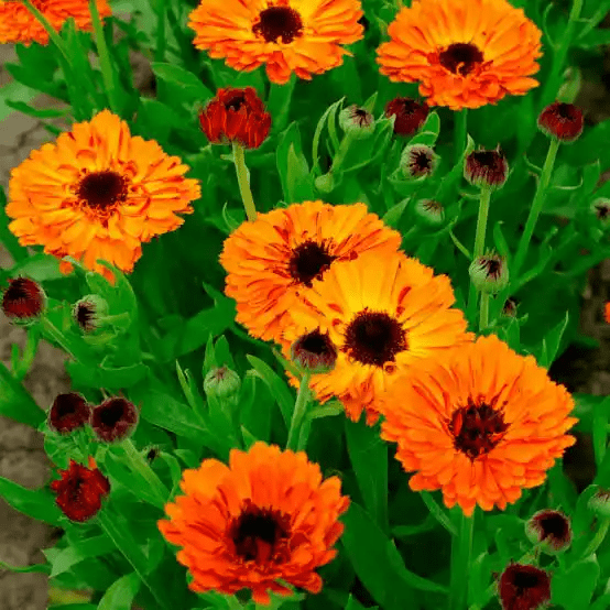 15 Medicinal Health Benefits Of Calendula (Marigold)