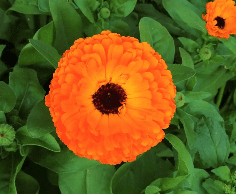 15 Medicinal Health Benefits Of Calendula (Marigold)