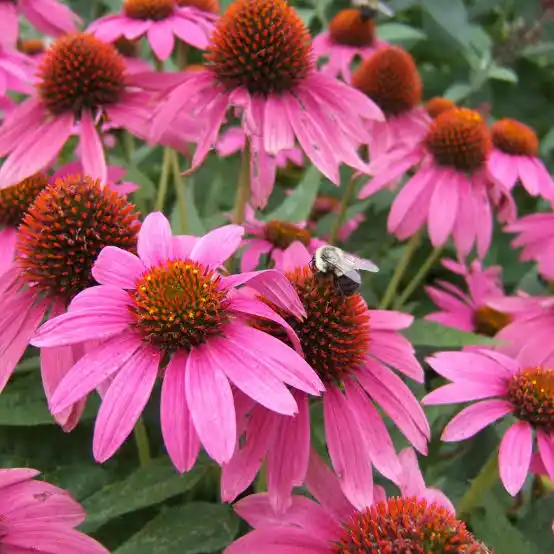 15 Medicinal Health Benefits Of Echinacea (Coneflower)