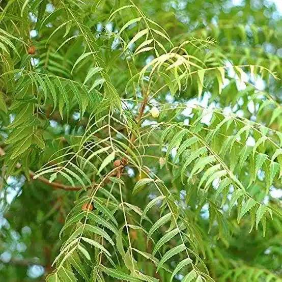 18 Medicinal Health Benefits Of Neem (Azadirachta indica) 18 Medicinal Health Benefits Of Neem (Azadirachta indica)