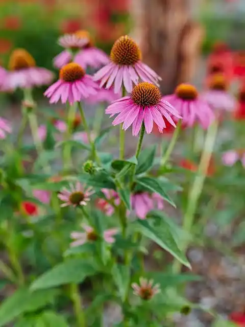 15 Medicinal Health Benefits Of Echinacea (Coneflower)