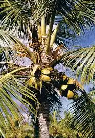 15 Medicinal Health Benefits Of Palm Tree