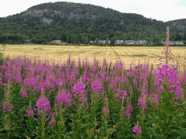 15 Medicinal Health Benefits Of Rosebay Willow Herb (Fireweed)