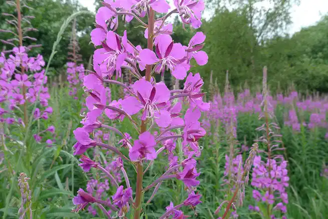 15 Medicinal Health Benefits Of Rosebay Willow Herb (Fireweed)