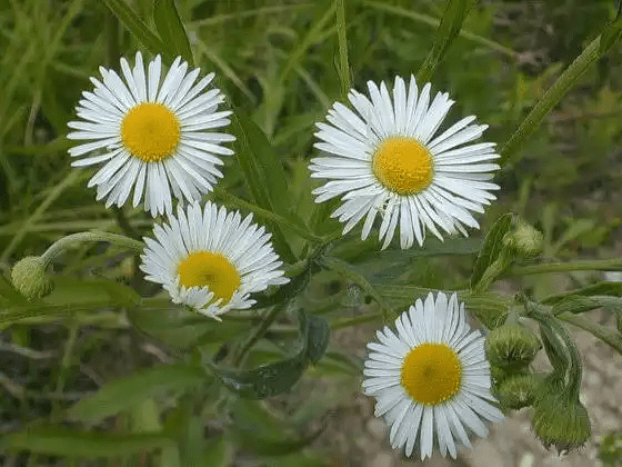 18 Medicinal Health Benefits Of Fleabane (Erigeron)