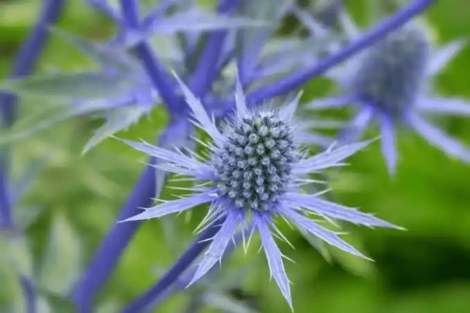 15 Medicinal Health Benefits Of Sea Holly (Eryngium)