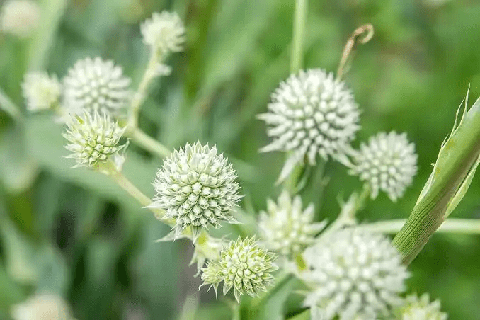 15 Medicinal Health Benefits Of Sea Holly (Eryngium)